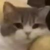 lint
